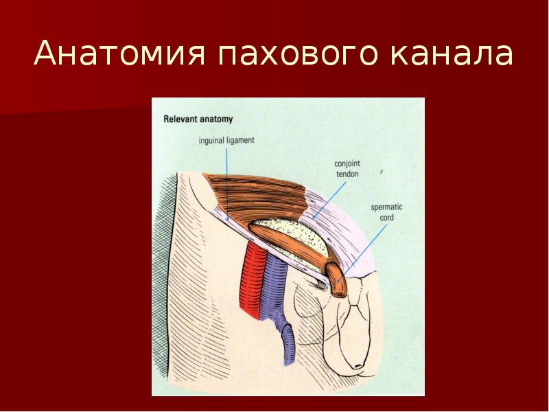 Анатомия мужчины паховая