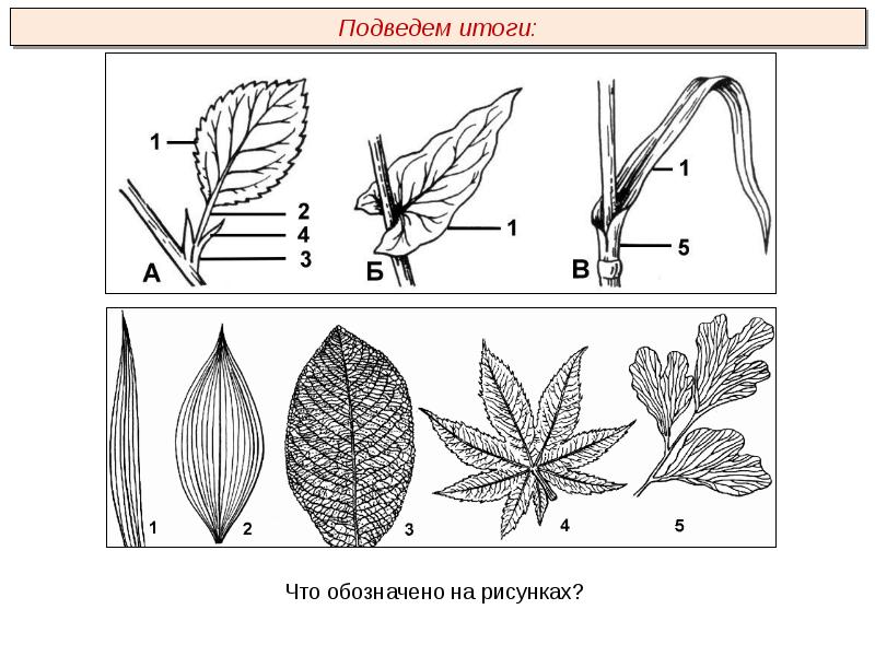 Части листа схема