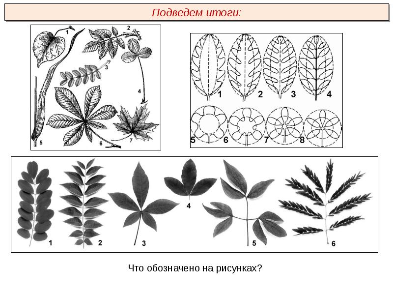 Растения пименов презентация