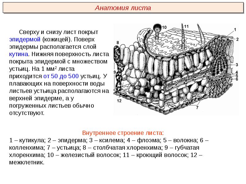 Пименов кожа презентация