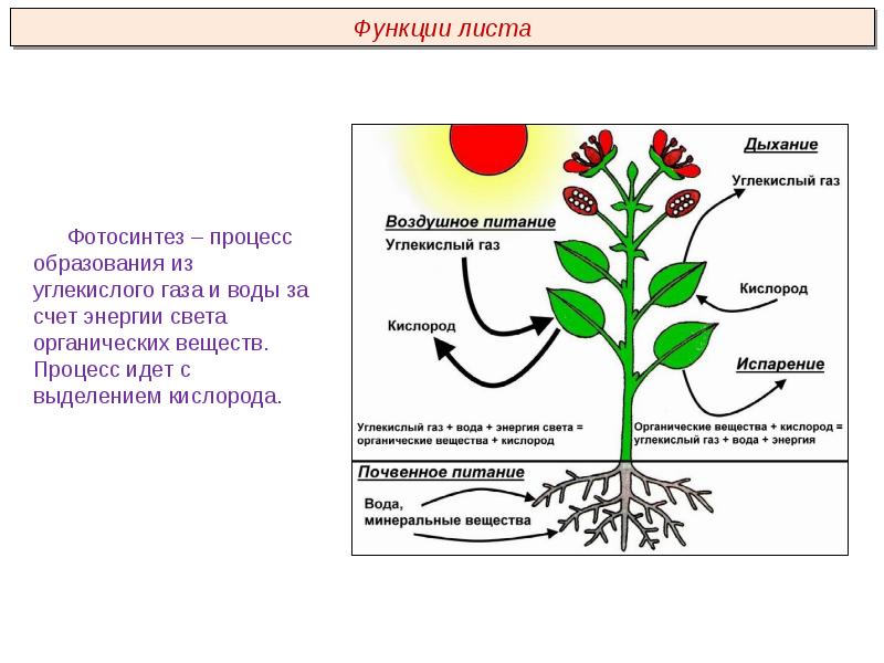 Анатомия растений презентация