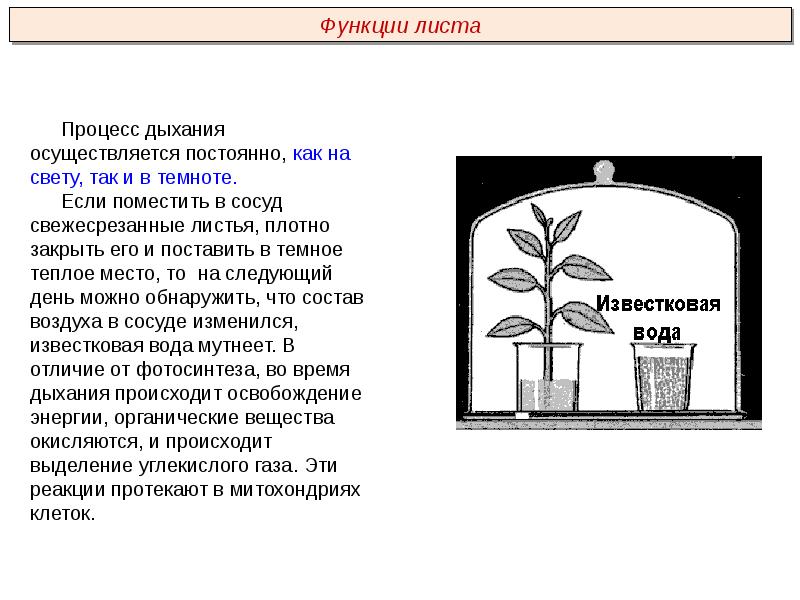 Пименов побег презентация