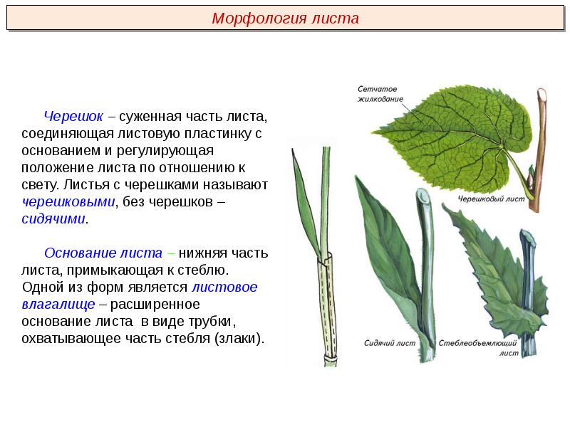 Растения пименов презентация