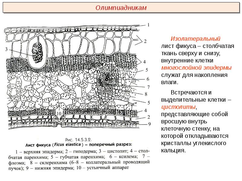 Верхний слой эпидермы на рисунке обозначена о а буквой