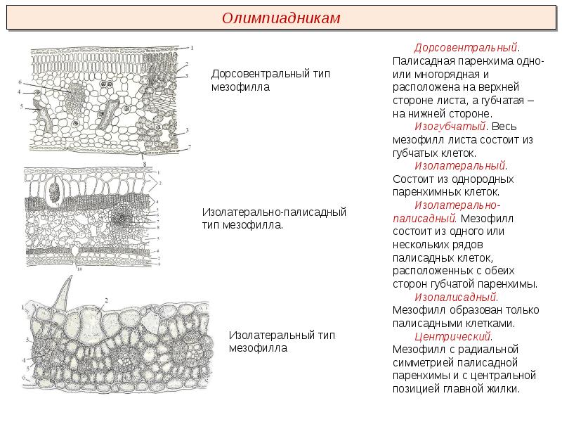 Ткани человека презентация пименов