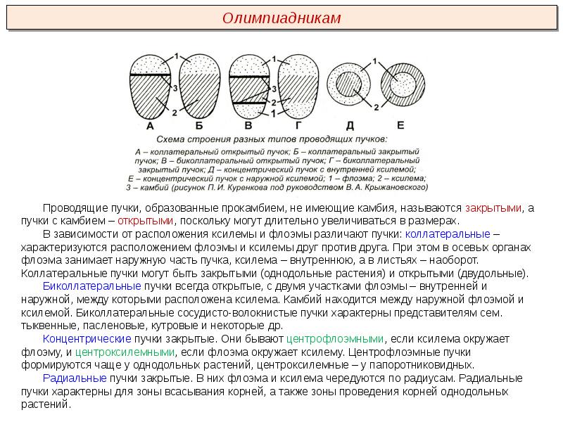 Растительные ткани пименов презентация