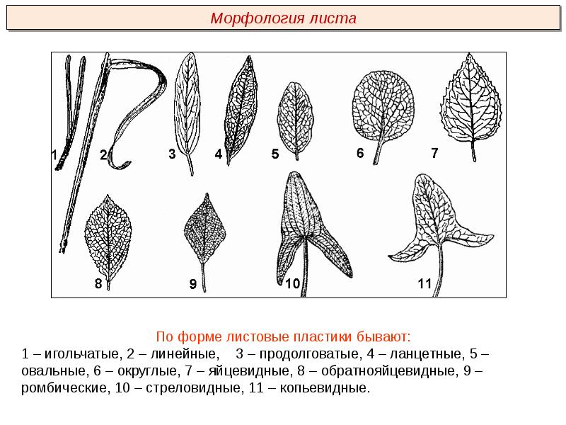 Морфология план урока 6 класс