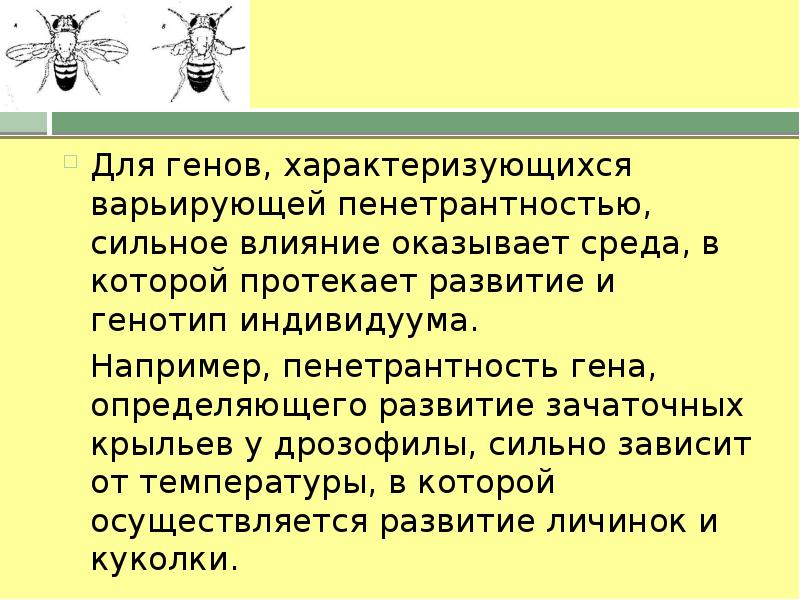 Проявление генов в онтогенезе презентация 10 класс