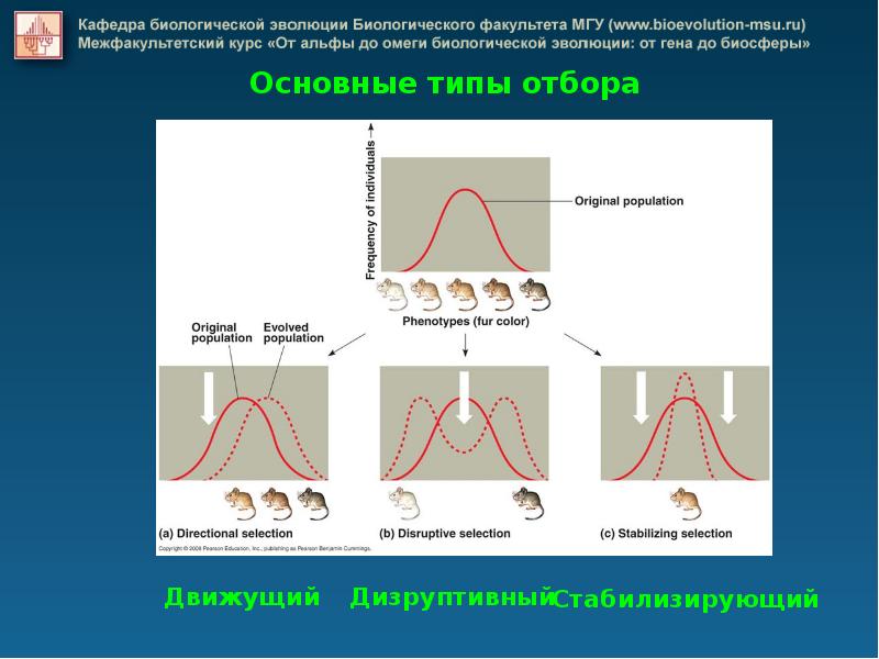 Материал для действия естественного отбора. Материал для естественного отбора. Раскройте механизм действия естественного отбора. Движущий стабилизирующий дизруптивный. Дизруптивные инновации это.