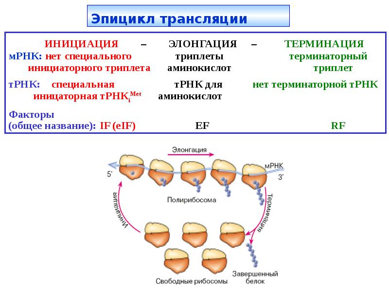 Биосинтез белка схема биохимия