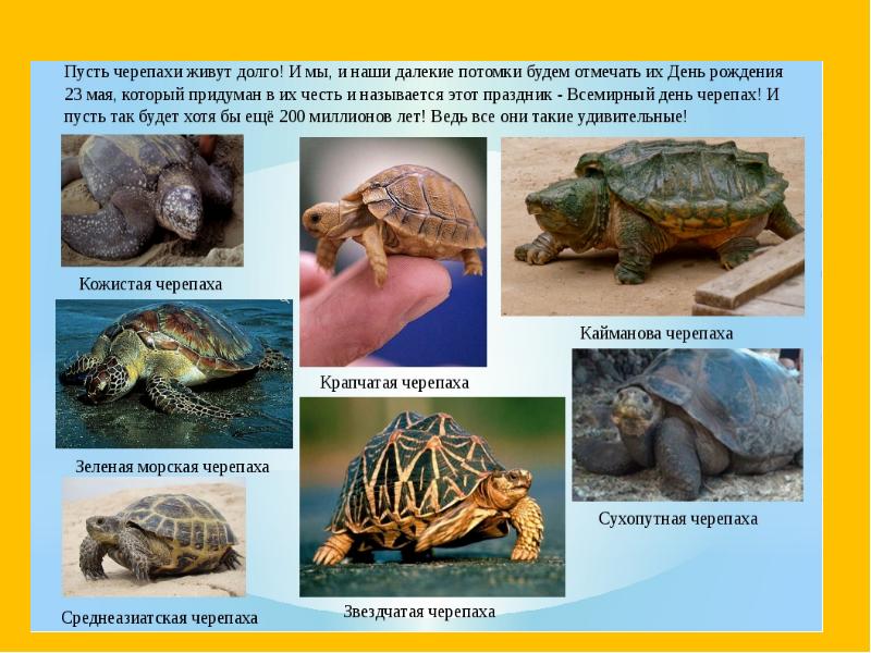 Первое знакомство. Черепахи - купить с доставкой по выгодным ценам в интернет-ма