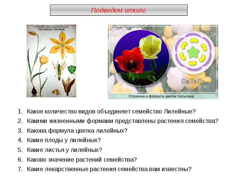 Презентация на тему семейства класса однодольные