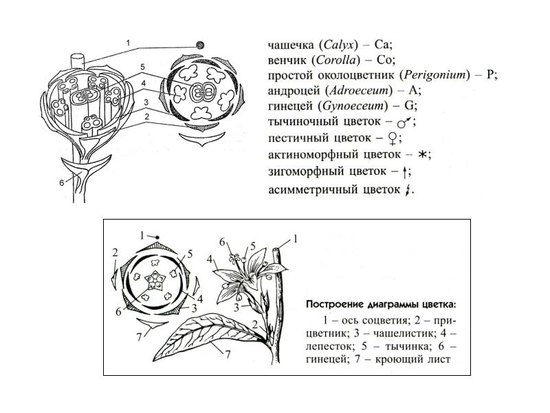 Диаграмма однодольных