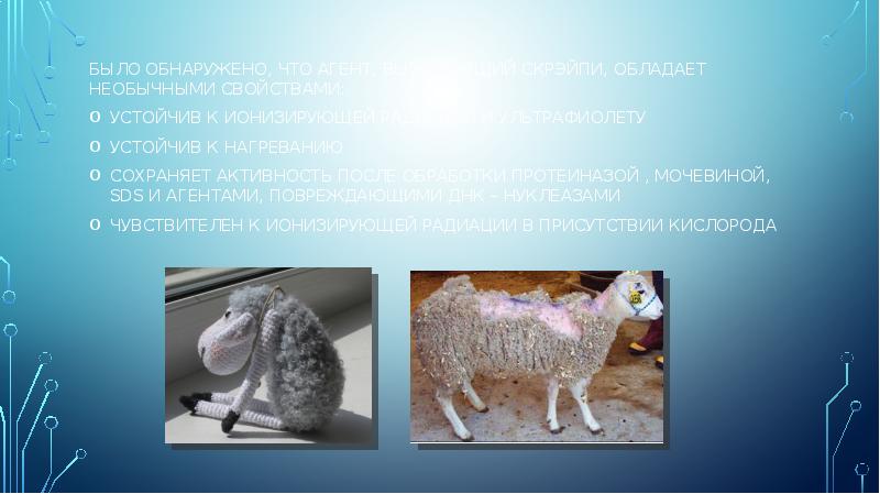 было обнаружено, что агент, вызывающий скрэйпи, обладает необычными свойствами:
было было обнаружено, что агент, вызывающий скрэйпи, обладает необычными свойствами:
было