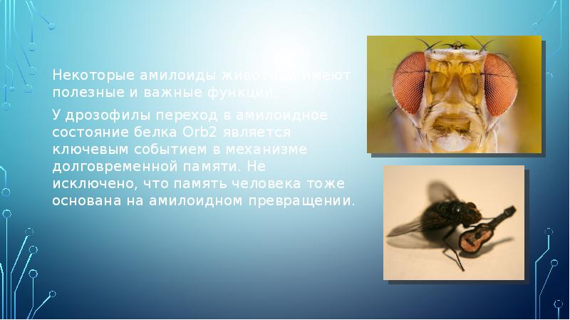 Некоторые амилоиды животных имеют полезные и важные функции.
Некоторые амилоиды Некоторые амилоиды животных имеют полезные и важные функции.
Некоторые амилоиды