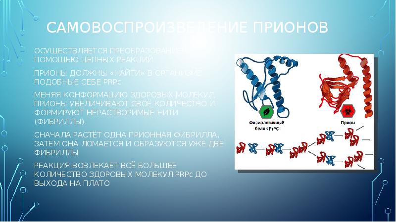 Самовоспроизведение прионов
Осуществляется преобразованием с помощью цепных реакций
прионы должны «найти» Самовоспроизведение прионов
Осуществляется преобразованием с помощью цепных реакций
прионы должны «найти»