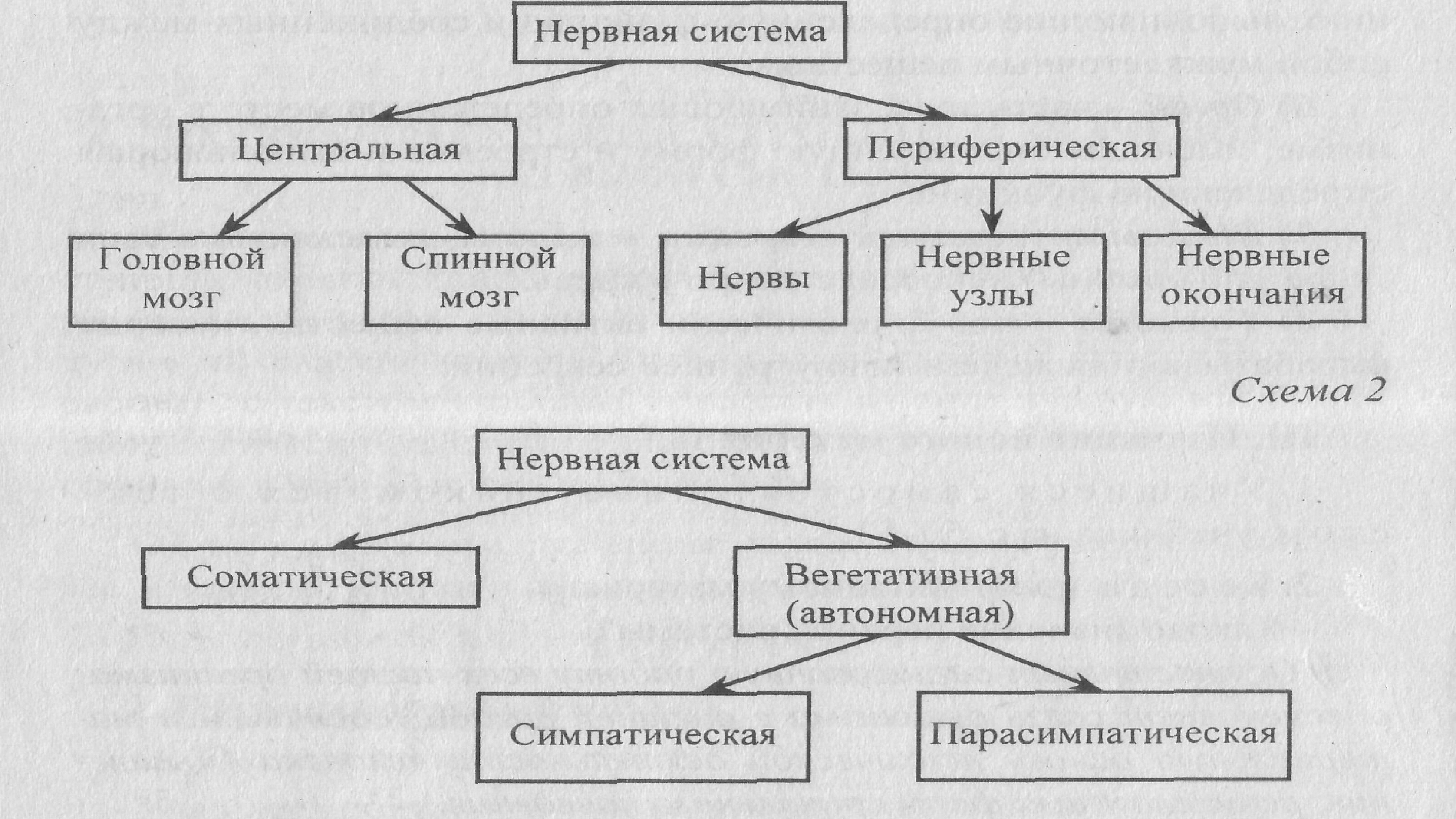 Нервная система группы. Схема строения нервной системы. Схема отражающая структуру нервной системы. Виды нервной системы схема. Нервная система человека схема 8 класс.