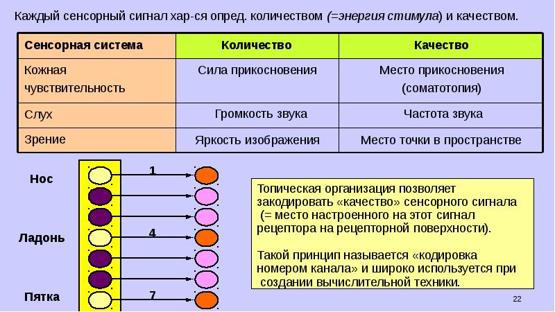 Восприятие человека физиология цнс. Взаимосвязь сенсорных систем. Роль тормозящих нейронов коры мозжечка. Различение сигналов физиология. Сенсорная адаптация.