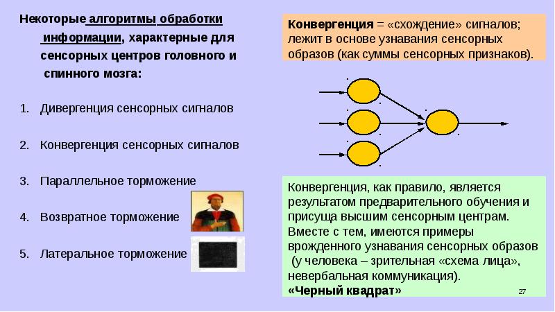 Функции зоны коры лобной доли. Топический принцип, «карты рецепторных поверхностей». Передача и преобразование сигналов физиология. Аспекты позиционирования. Сенсорные сигналы.
