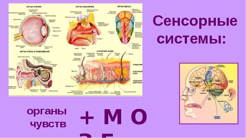 Презентация сенсорная система человека