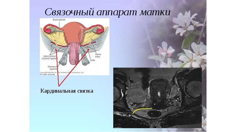 Яичник прикреплен к стенке таза посредством связок