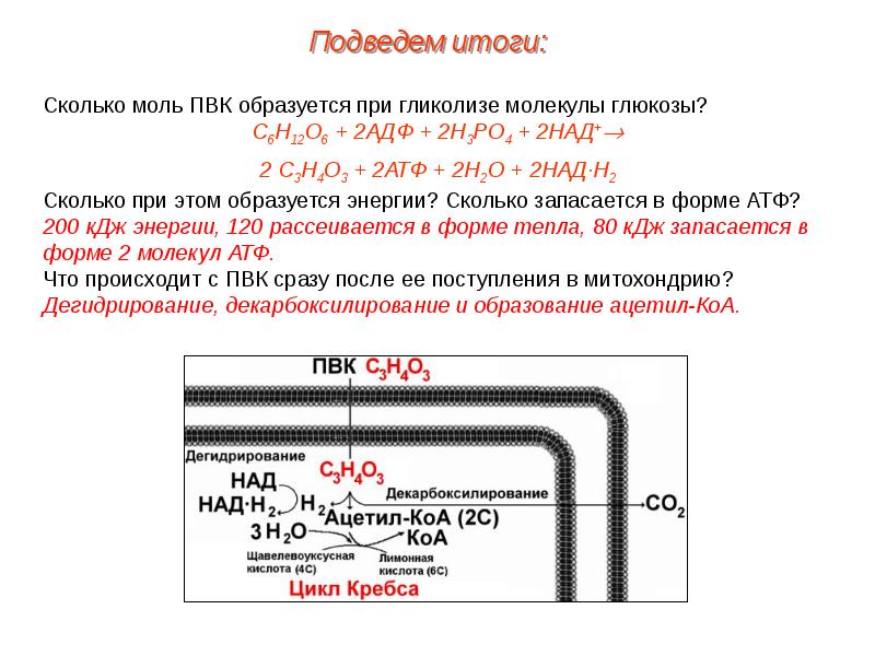 Сколько энергии в атф