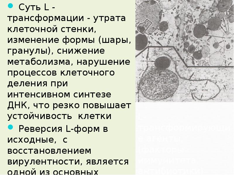 Суть л. Утрата контроля клеточного деления. Процесс l трансформации. Что будет при утрате клеточной стенки растяни.