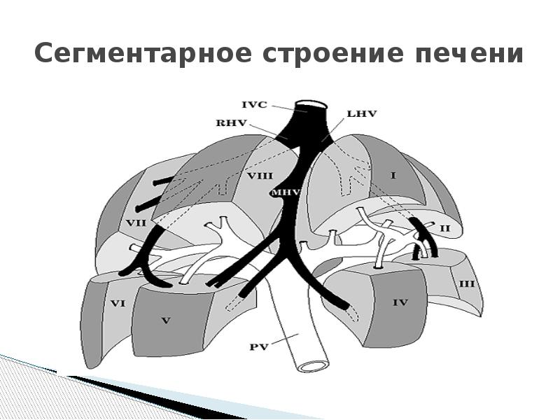 Сегменты печени по узи схема