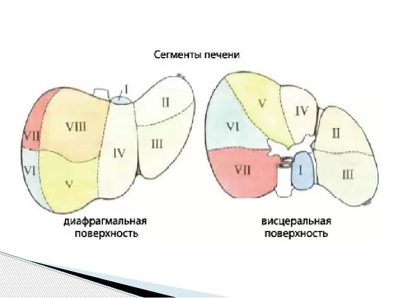 Сегменты печени по узи схема