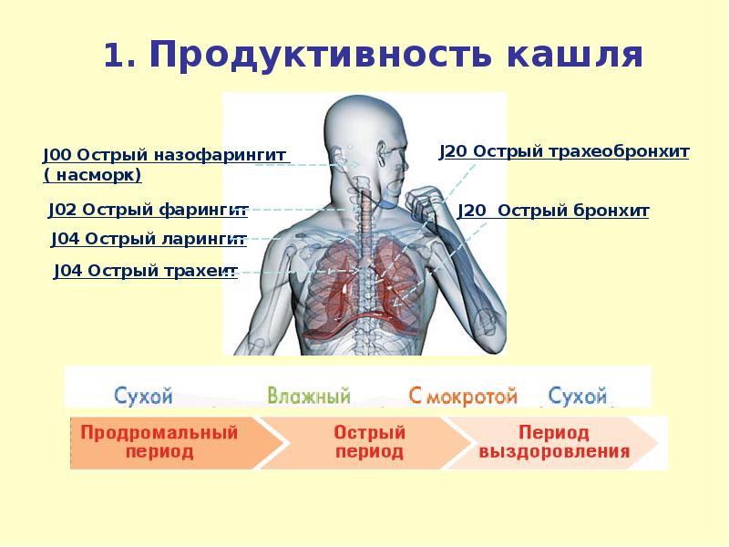 Сухой горловой кашель. Этапы кашля. Семиотика кашля у детей. Разновидности кашля у детей.
