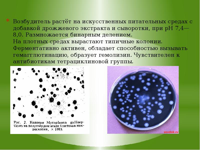 Респираторный микоплазмоз презентация