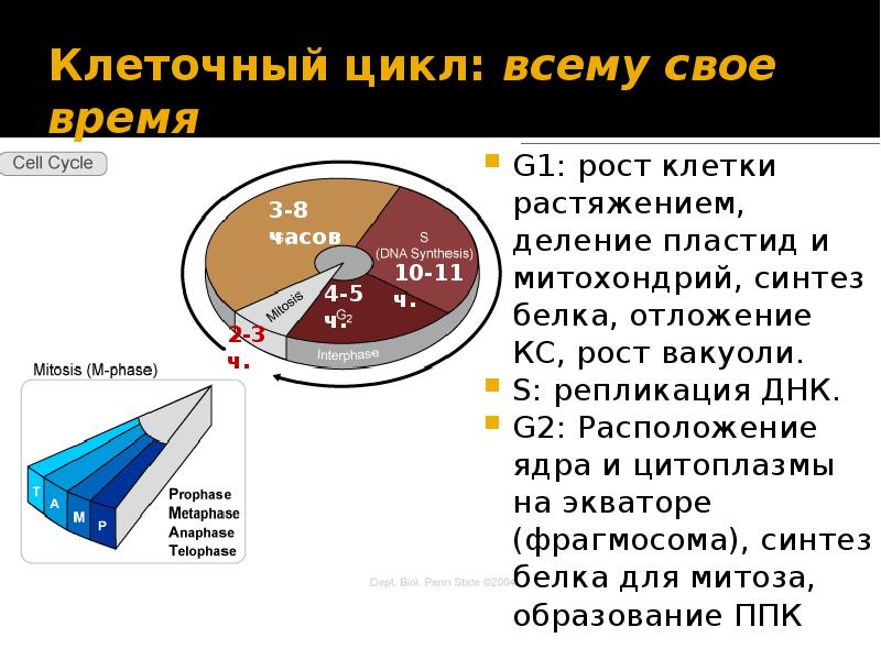 Клеточный цикл презентация