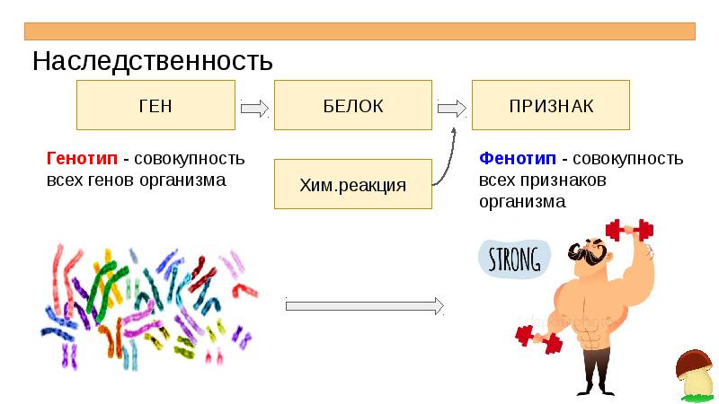 Презентация по геншину