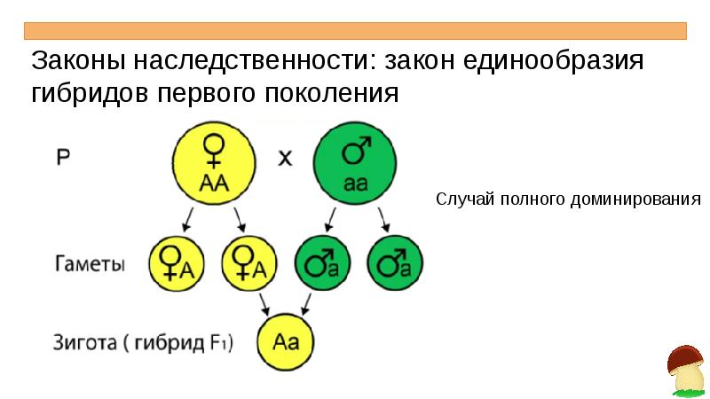 Генетика 10 класс биология презентация