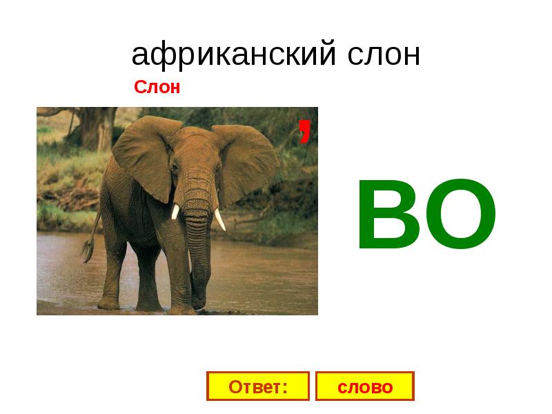 африканский слон африканский слон