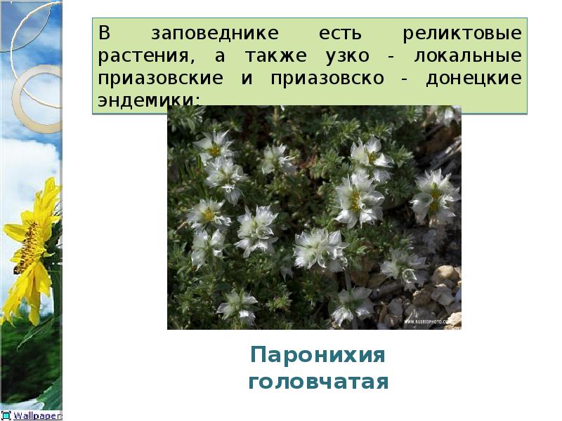 Реликтовые растения презентация