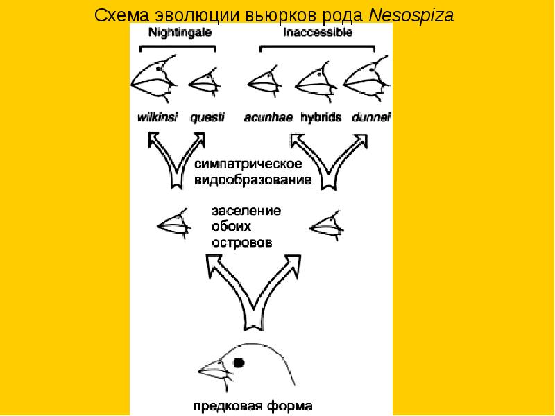 На рисунке представлена схема видообразования по ч дарвину какой эволюционный процесс