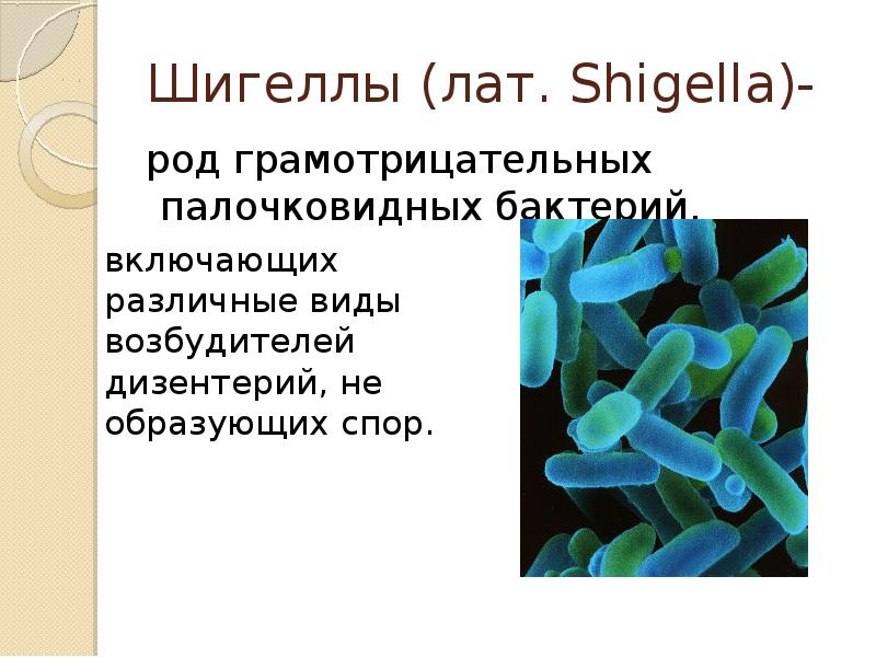 Палочковидные бактерии заболевания