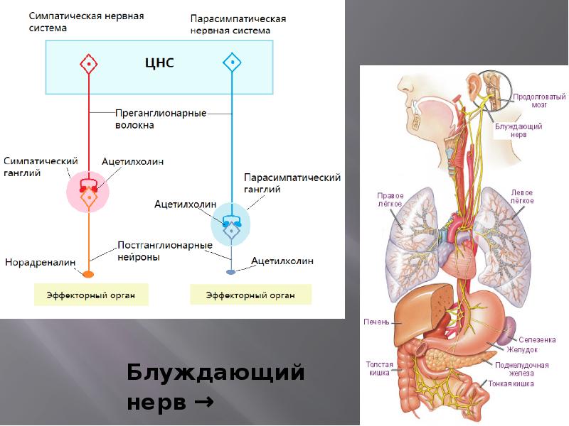 Вегетативная система презентация