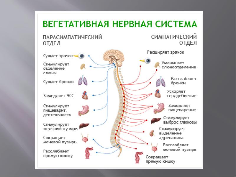 Работа вегетативной нервной системы. Периферический отдел вегетативная нервная система человека. Симпат отдел вегетативной нервной системы. Вегетативная нервная система анатомия кратко. Вегетативная нервная система кратко и понятно.