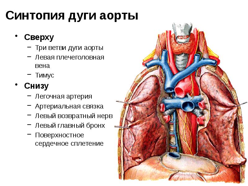 Плечеголовной ствол анатомия. Аорта дуга аорты анатомия. Топографическая анатомия грудной аорты, легочного ствола.. Топографическая анатомия тимуса. Плечеголовная Вена и плечеголовной ствол.