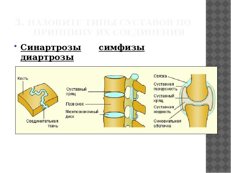 Симфизы примеры. Симфизы примеры