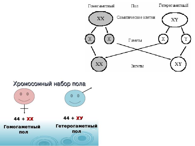 Женские гаметы это. Схема гаметы и зиготы. Гаметы и соматические клетки. Зигота набор хромосом. Хромосомный набор зиготы.