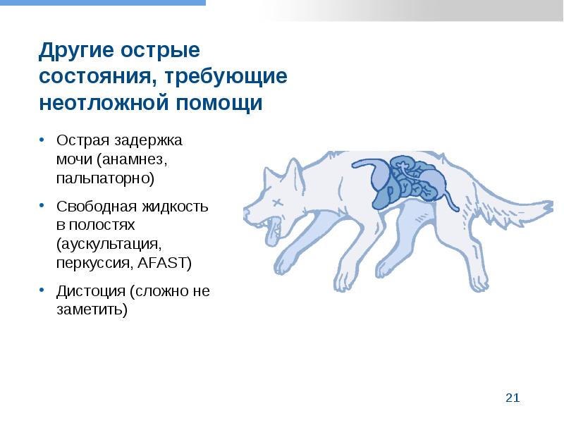 Задержка мочи у кошек