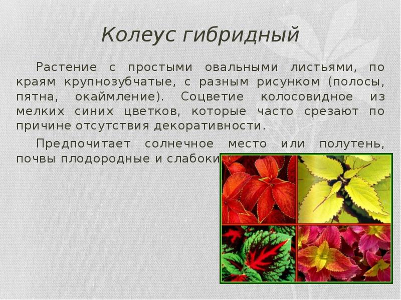 Цветы колеус фото и описание