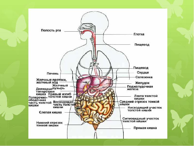 Презентация дыхательная система медколледж