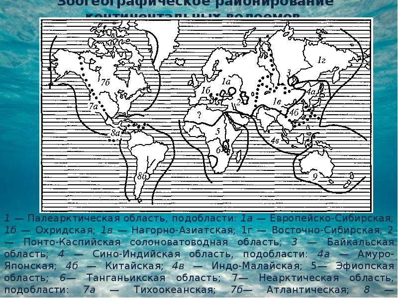 Индо малайская область презентация