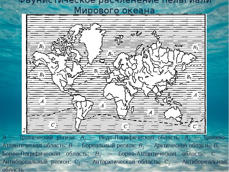 Зоогеография. Индо-Пацифическая область. Тропико-атлантическая область мирового океана. Зоогеографическое деление мирового океана. Пелагиали мирового океана.