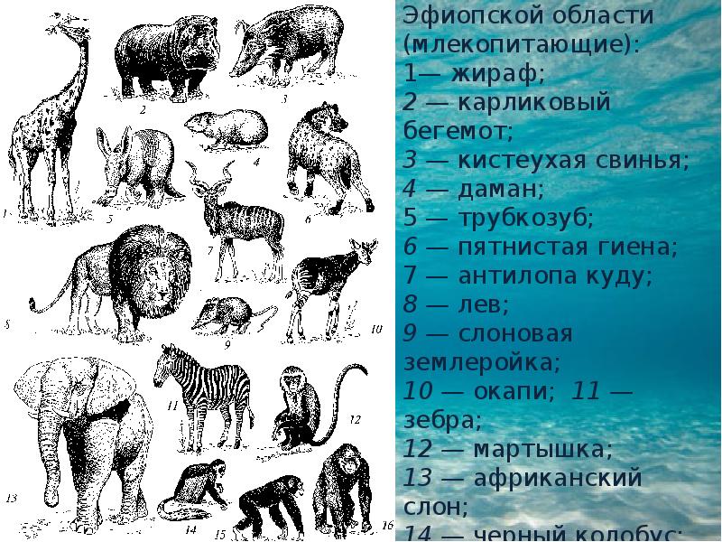 Характерные представители. Животные представители. Представители фауны. Животные эфиопской области.