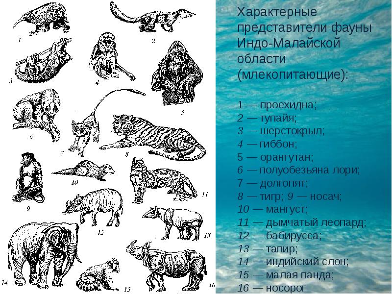 Представители фауны. Индо-малайская зоогеографическая область. Индо-малайской зоогеографической области животные. Животные эндемики в индо малайской области. Животные характерные для индо - малайской области.